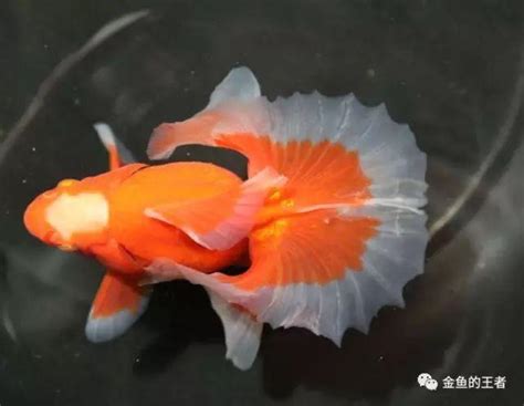 慈鯛混養金魚|【慈鯛混養金魚】慈鯛混養金魚：權威指南，揭秘可行性與注意事。